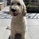 Labradoodle