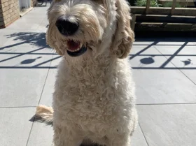 Labradoodle