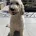 Labradoodle