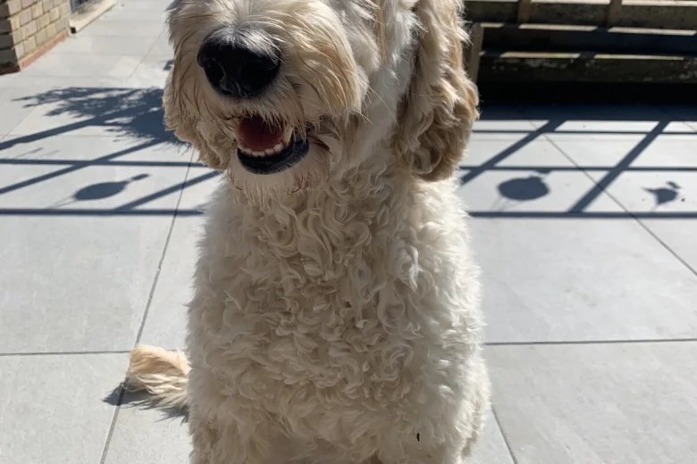 Labradoodle