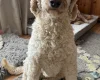 Labradoodle
