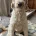 Labradoodle