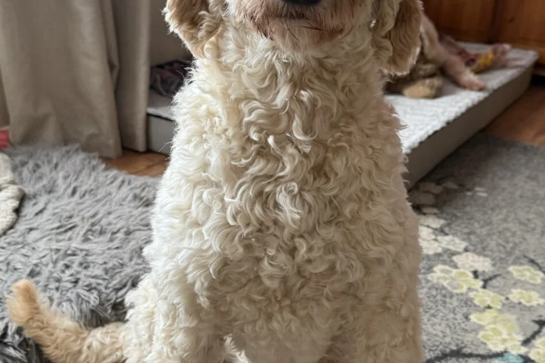 Labradoodle