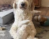 Labradoodle