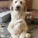 Labradoodle