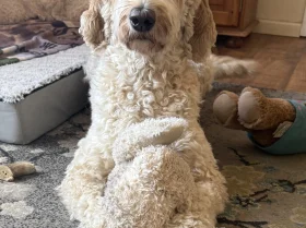 Labradoodle