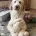 Labradoodle