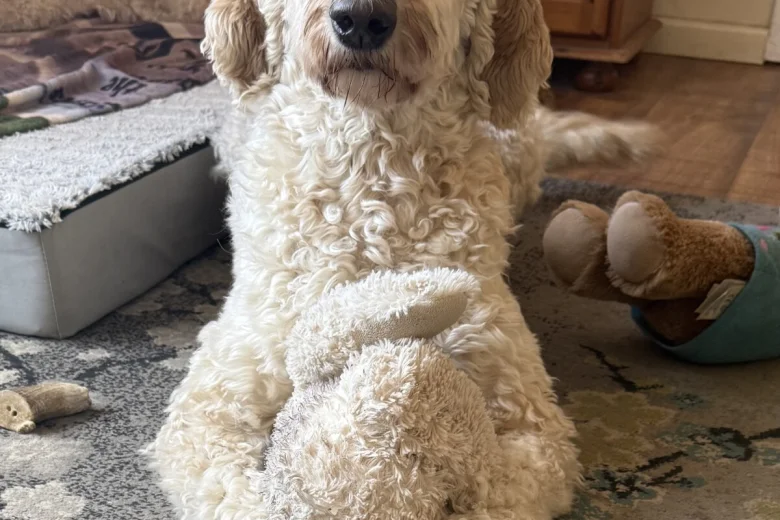 Labradoodle