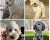 Labradoodle