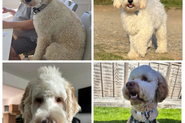 Labradoodle