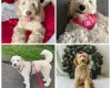 Labradoodle