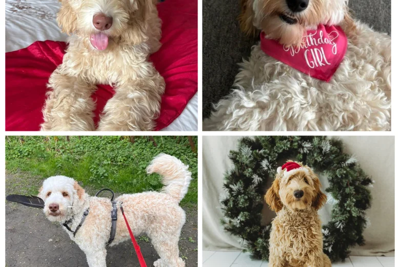 Labradoodle