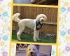 Labradoodle