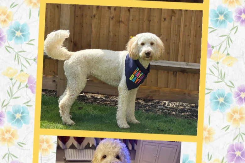 Labradoodle