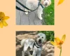 Labradoodle