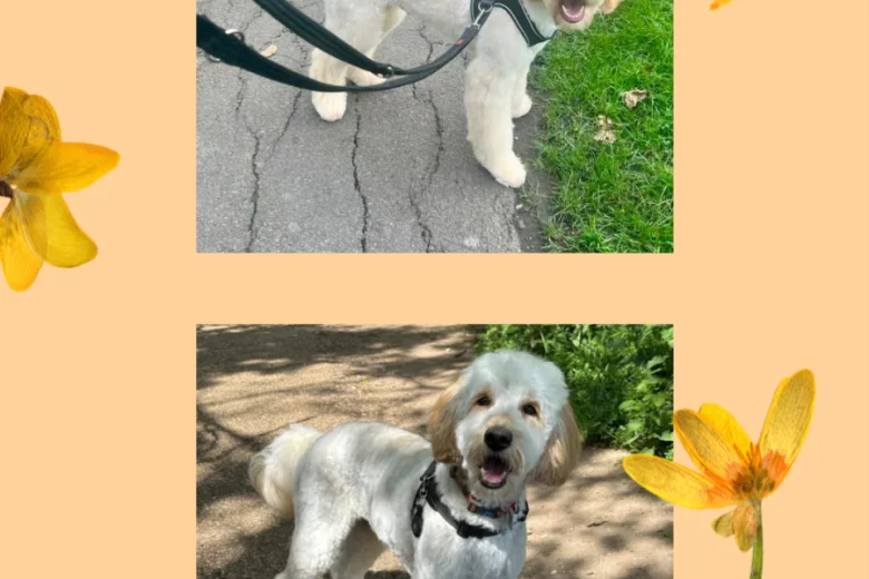 Labradoodle