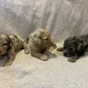 Labradoodle