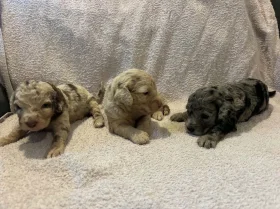 Labradoodle