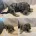 Labradoodle