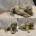 Labradoodle