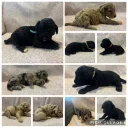 Labradoodle