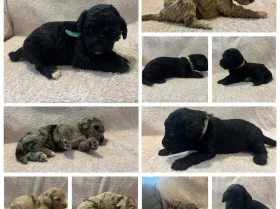 Labradoodle