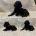 Labradoodle
