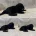 Labradoodle