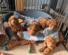Labradoodle
