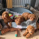 Labradoodle