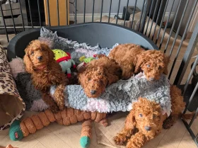 Labradoodle