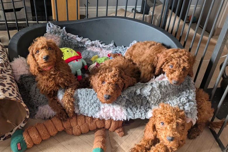 Labradoodle