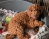 Labradoodle