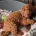 Labradoodle