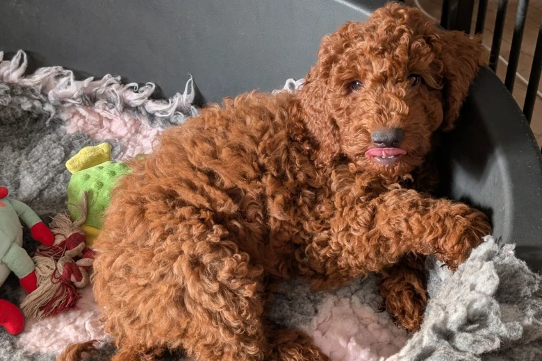 Labradoodle