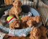 Labradoodle