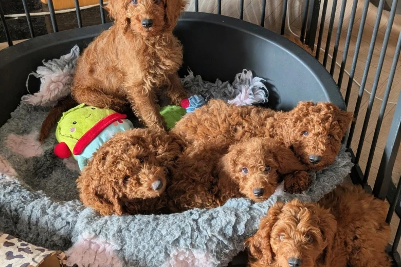 Labradoodle