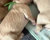 Labradoodle