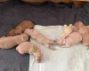 Labradoodle
