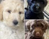 Labradoodle