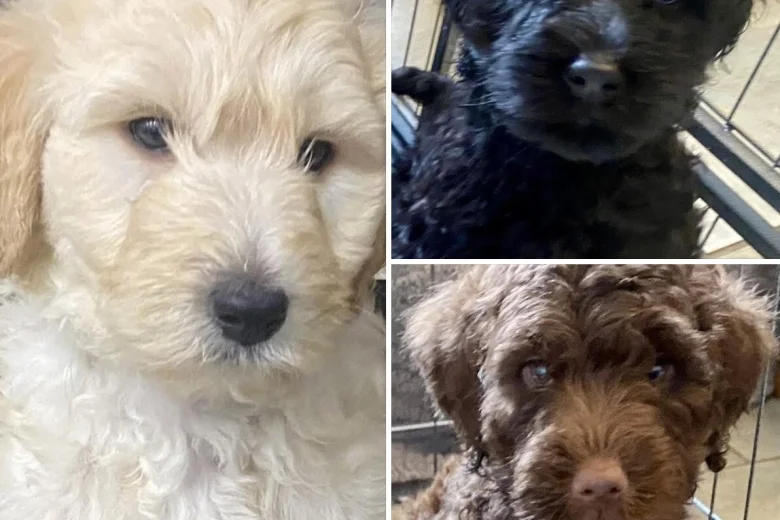Labradoodle