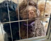 Labradoodle