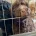 Labradoodle