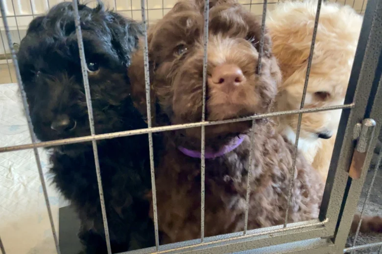 Labradoodle