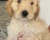 Labradoodle