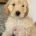 Labradoodle