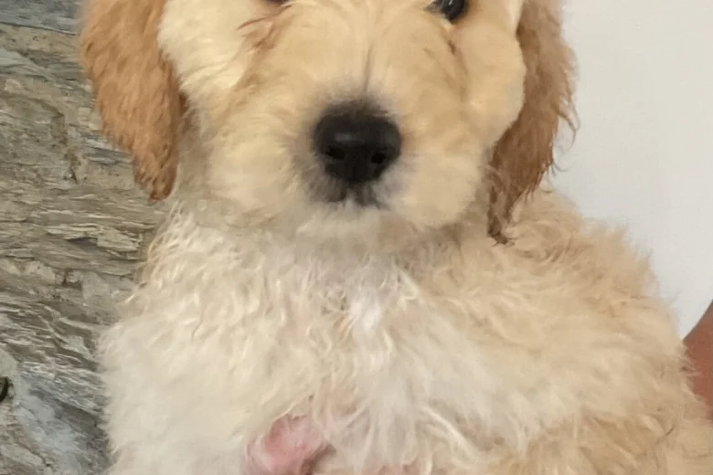 Labradoodle