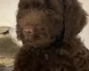 Labradoodle