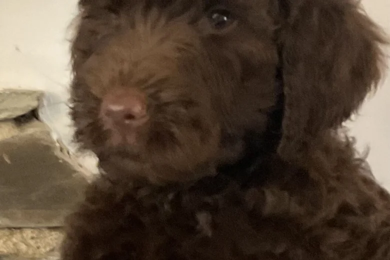 Labradoodle