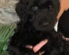 Labradoodle